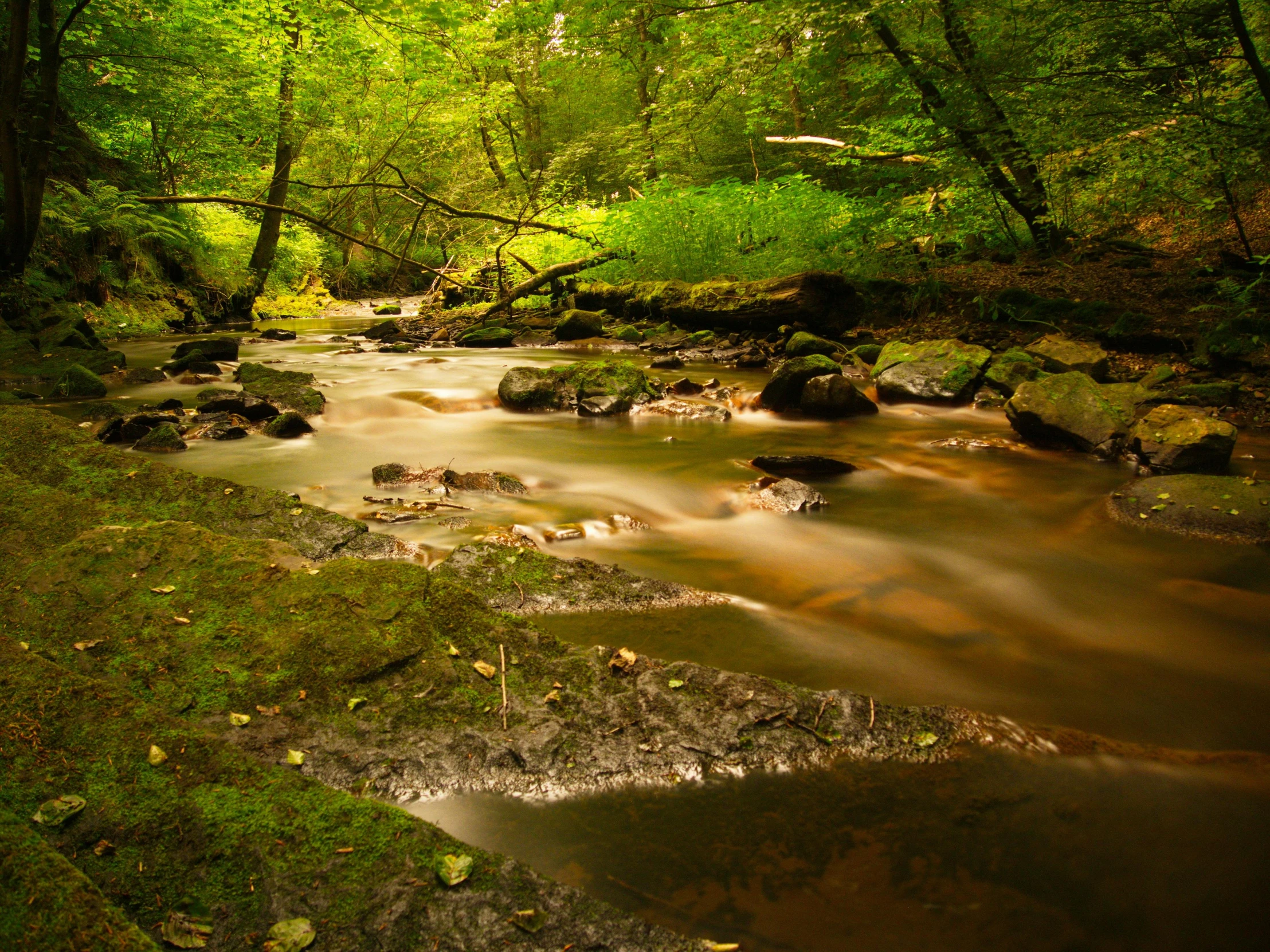 flowing stream with mossy rocks and trees in background