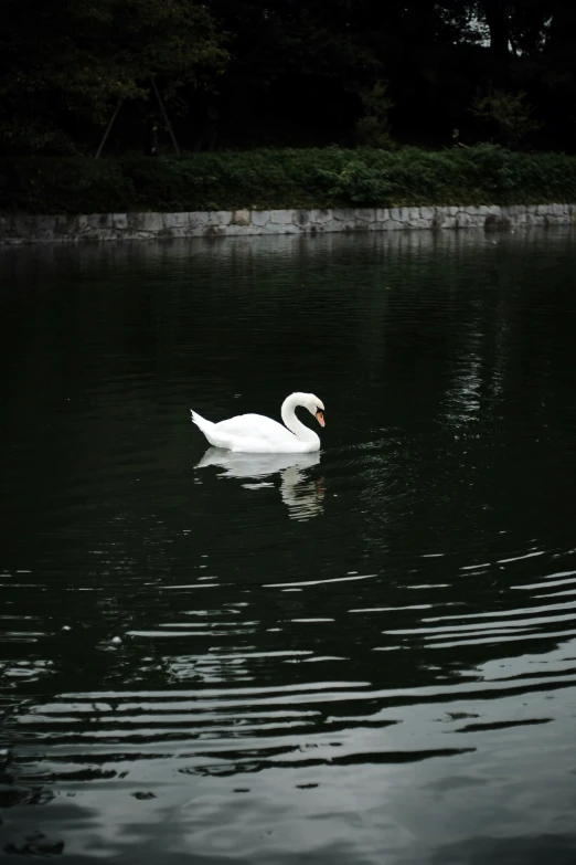 a goose in a body of water with trees in the background