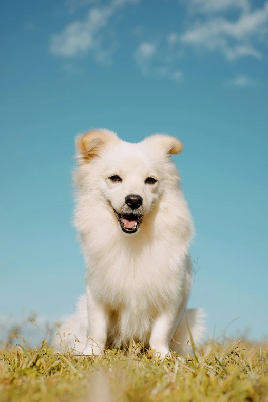 a white dog in the grass and blue sky