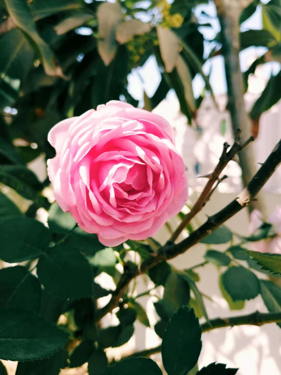 a single flower on a nch with green leaves