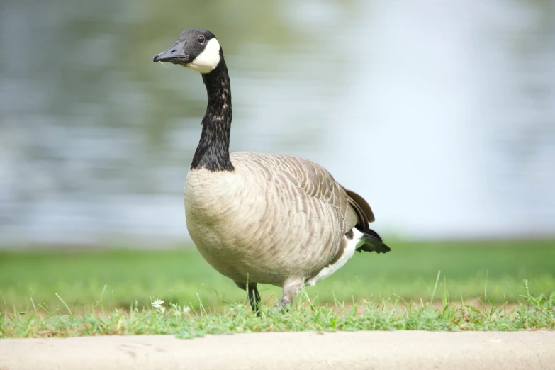 a duck stands on a grass area near water