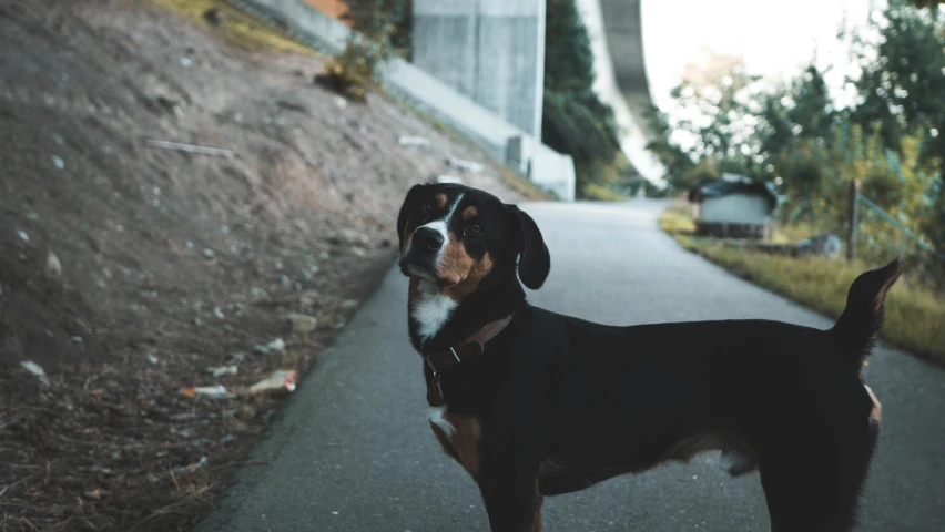 the dog stands on the side walk waiting for his owner