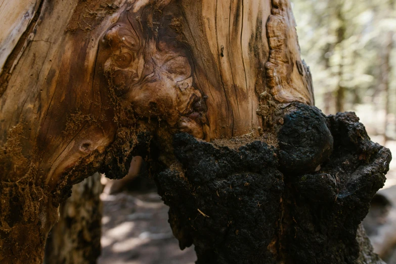 a big tree stump thats dying with bark