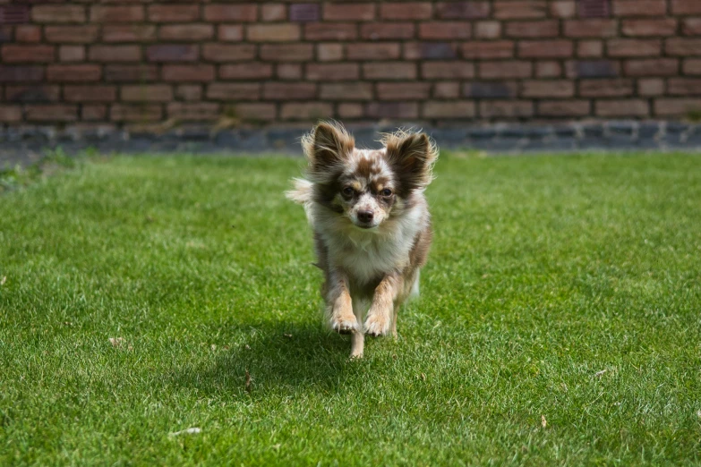 a small dog walking through some green grass