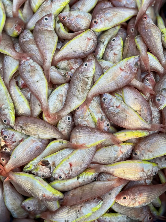 a pile of small fish lying together