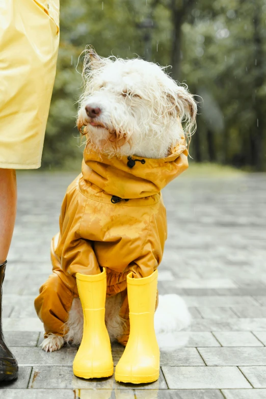 the dog is wearing all yellow rain boots