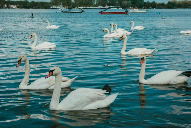 several white swans swimming in a large lake