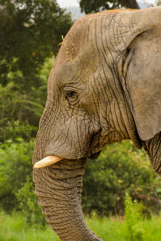 an elephant with large tusks standing in grass