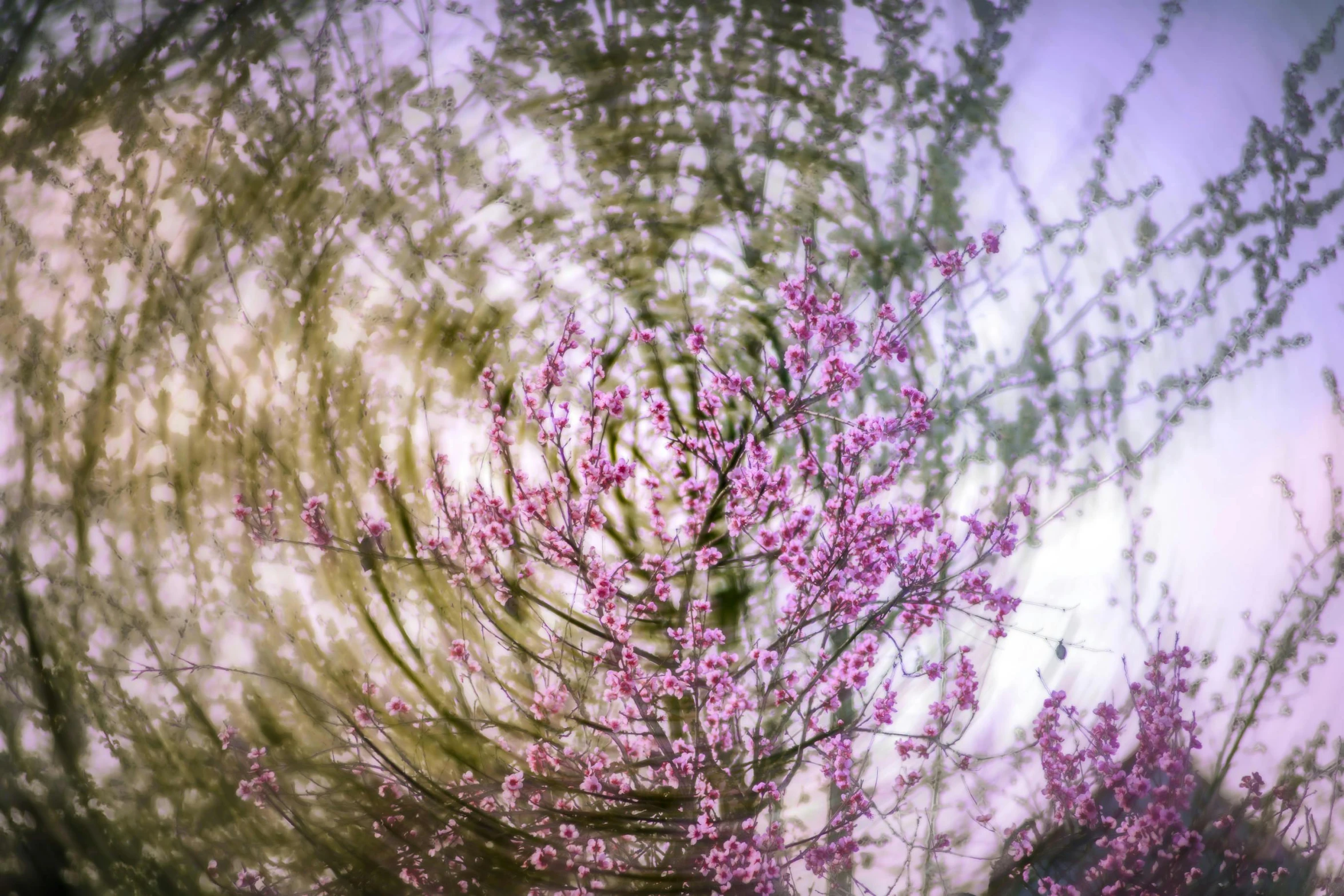 purple flowers are blooming all over the room