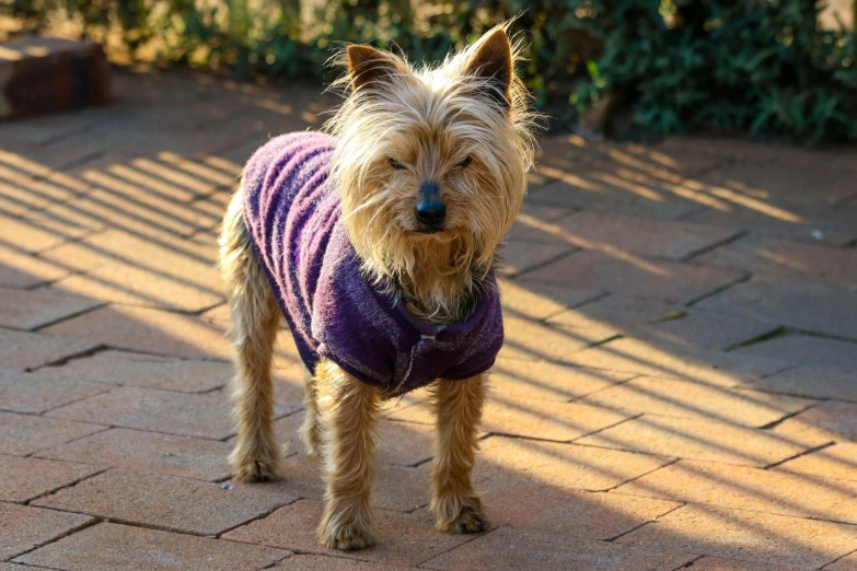 a small brown dog wearing a purple jacket
