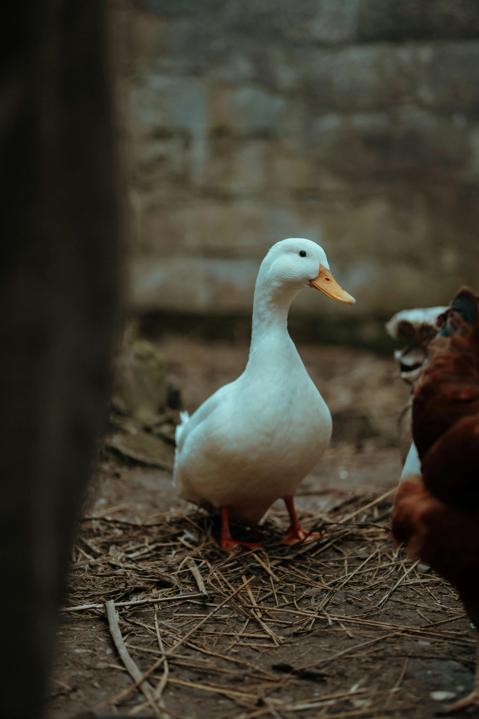 two white ducks are standing next to each other