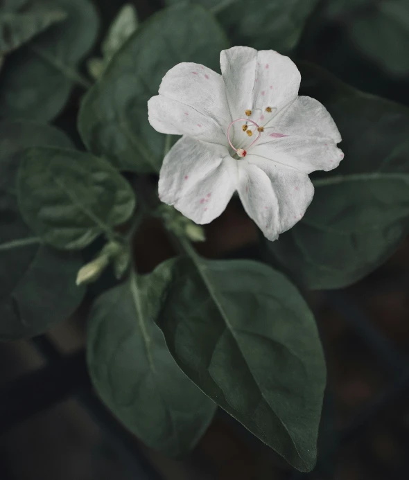 a flower with leaves around it and a green background