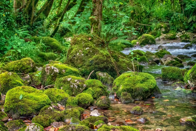 a forest area with green moss covered rocks