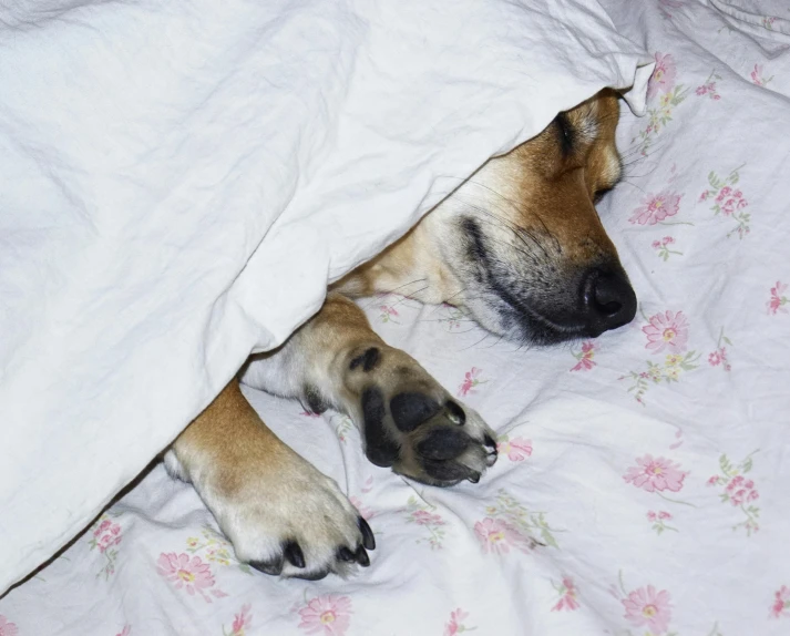 a dog sleeps under the covers of bedding