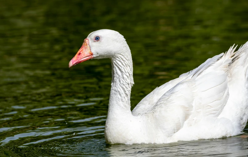 a white goose is floating down the lake