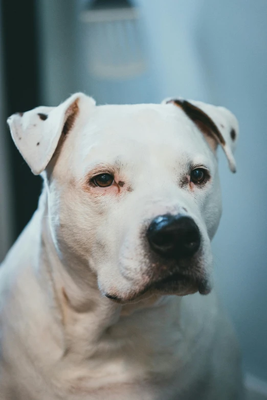 a white dog looking off into the distance