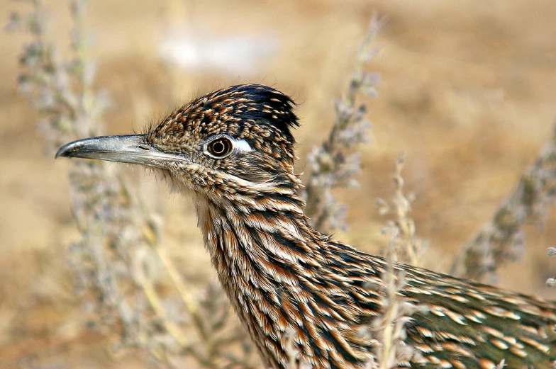 a large brown and black bird in grass and bushes