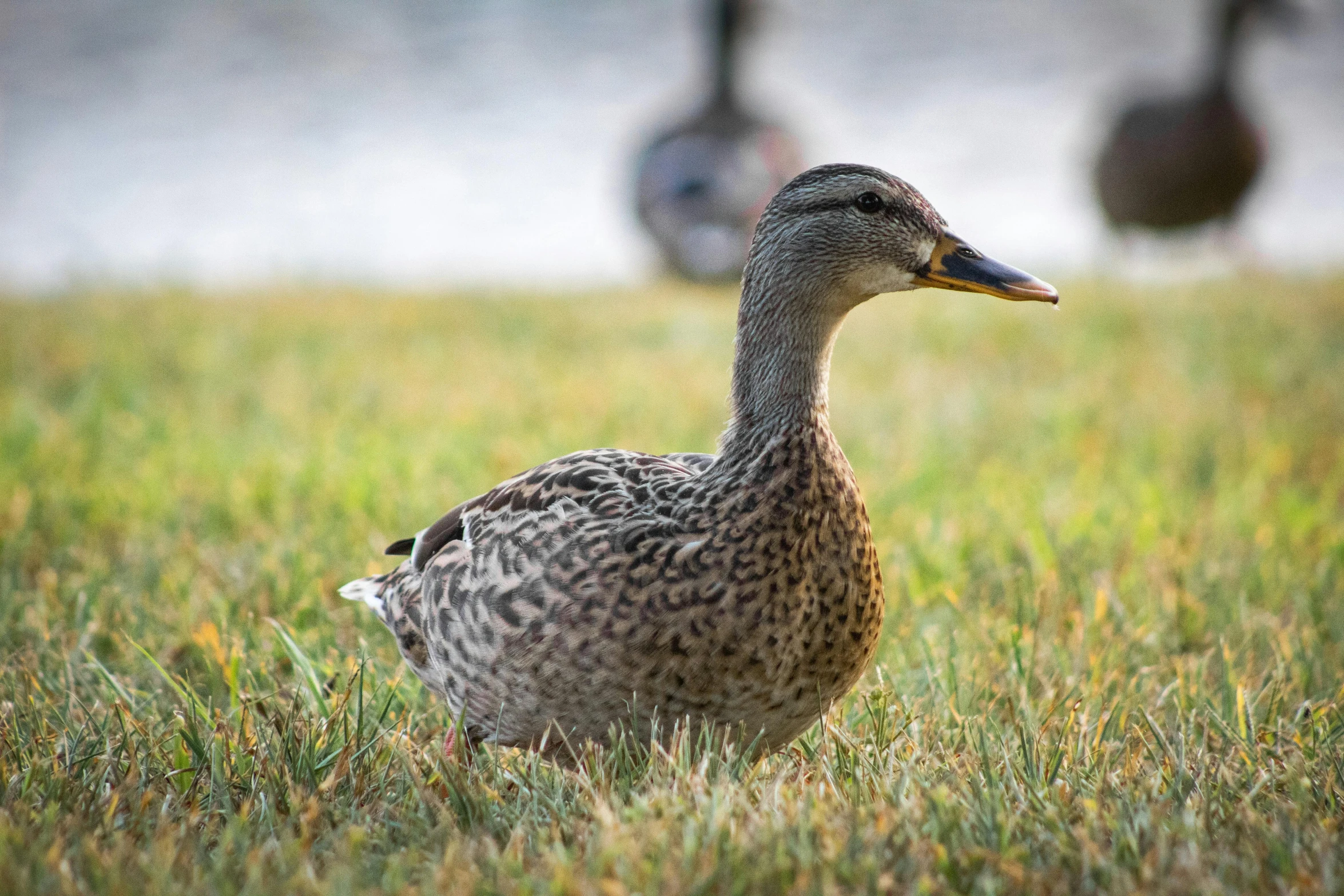 a duck standing in the grass with another duck next to it