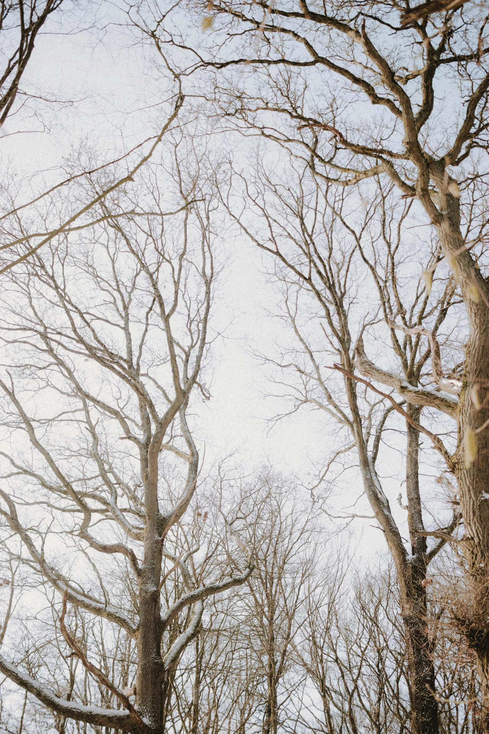 snow is falling from the trees, in the winter