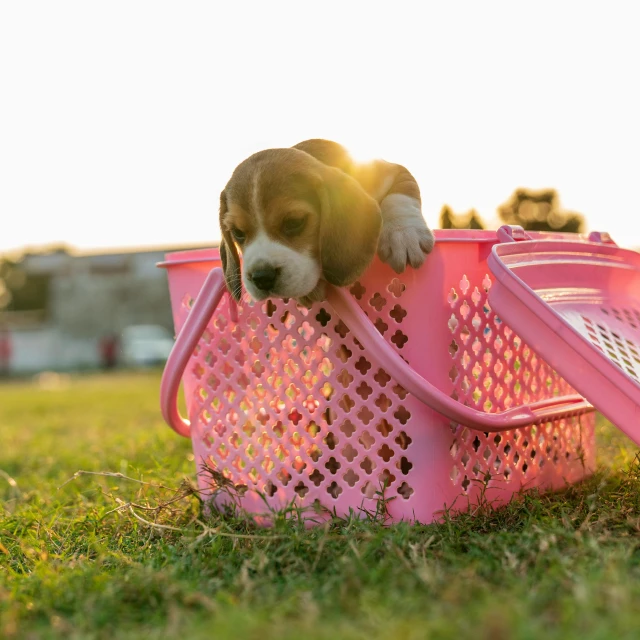 a beagle puppy laying in the sun while laying inside a pink basket