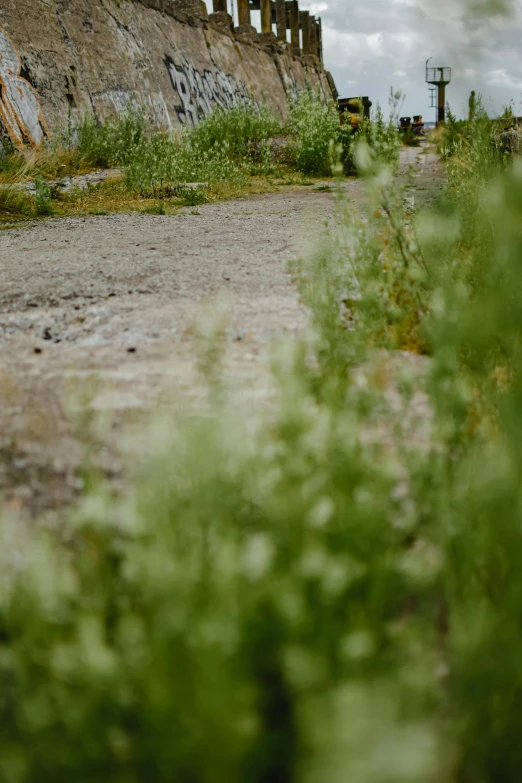 the weeds and weeds growing in front of the cement wall