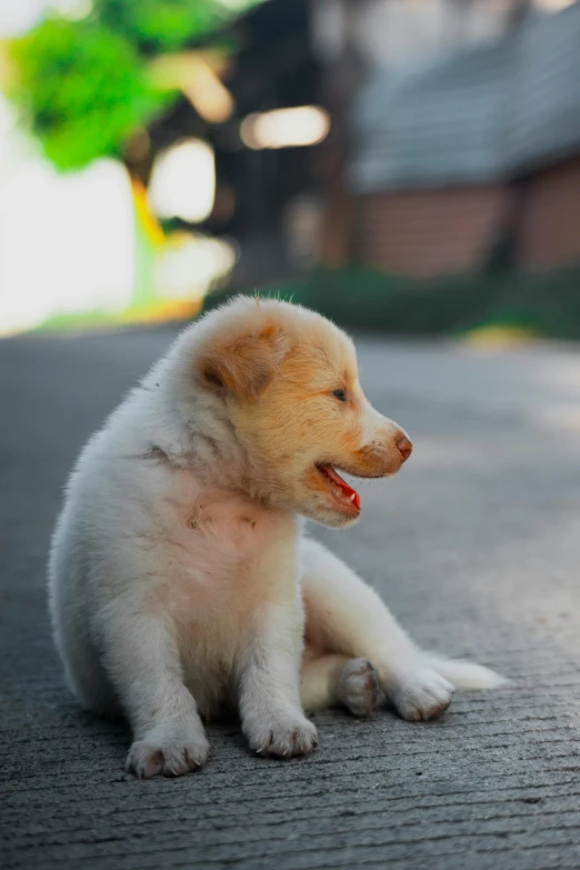 a puppy on the ground with his eyes closed