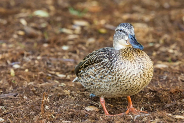 a duck standing on top of a brown dirt field