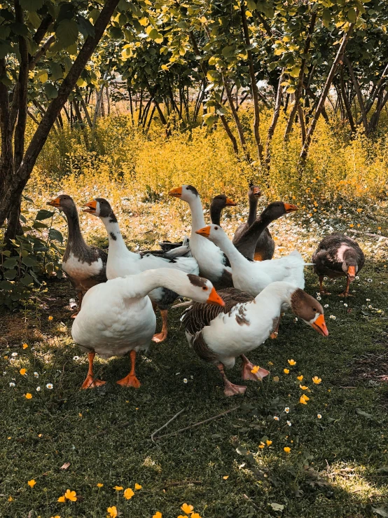 a group of ducks stand together in a field