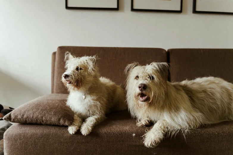 two fluffy dogs lounging on a couch