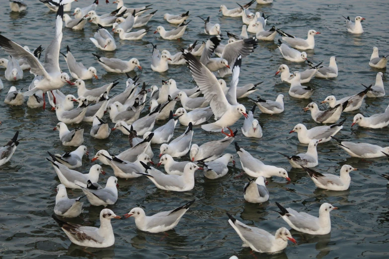 a large flock of white ducks in the water