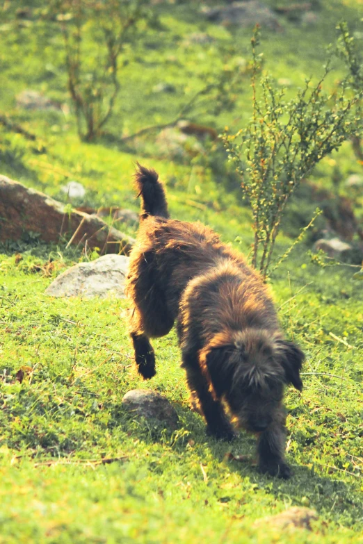 a little brown dog is running around in the grass