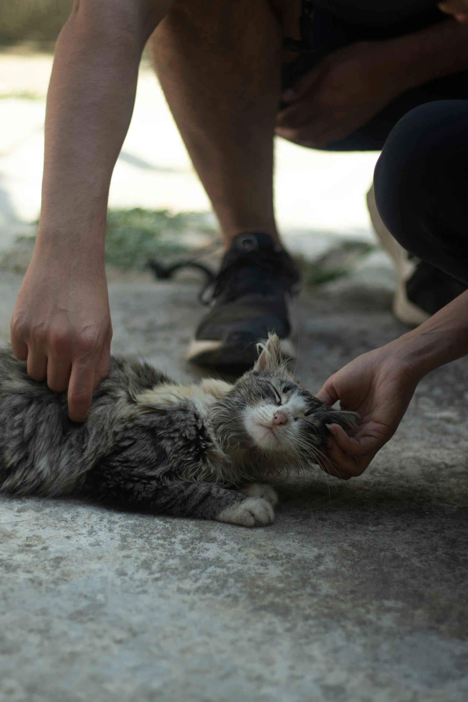 a cat that is standing on concrete looking at someone