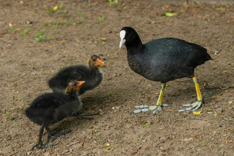 an adult duck with her two young chicks on a dirt ground