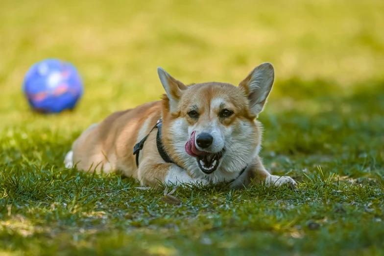 a brown dog laying on top of grass with a ball