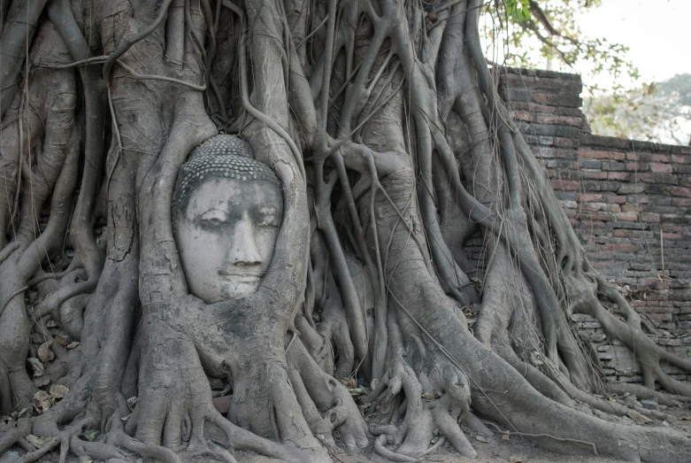 a statue head covered in vines near a tree