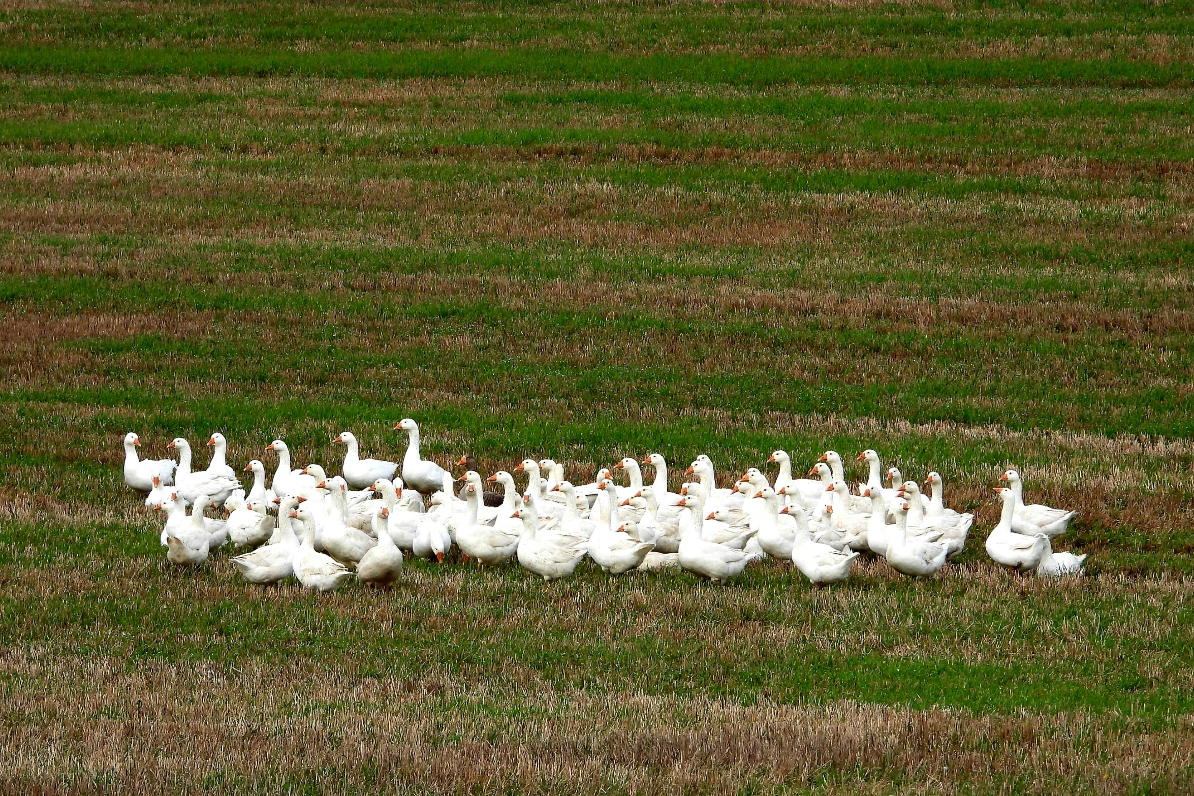 a group of geese walking across a field