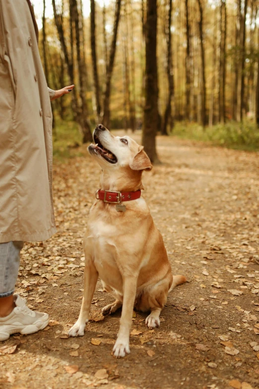 the dog is looking up at its master on a trail