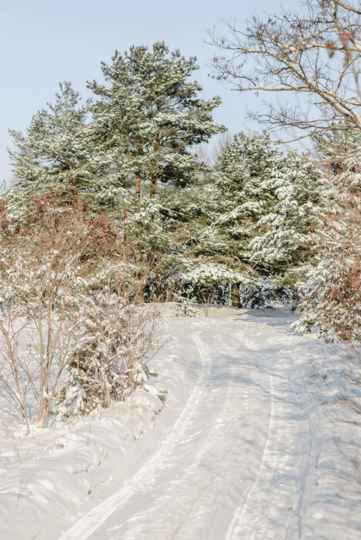 the path of skis can be seen through the trees in this pograph