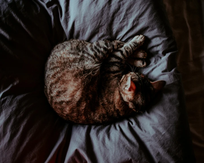 a sleeping cat curled up on a bed