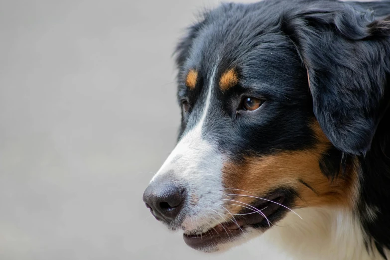 a very cute black and brown dog with it's eyes open