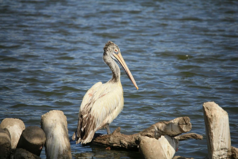 a pelican stands in water near some rocks