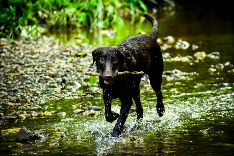 a black dog carrying a stick in its mouth is playing in the water