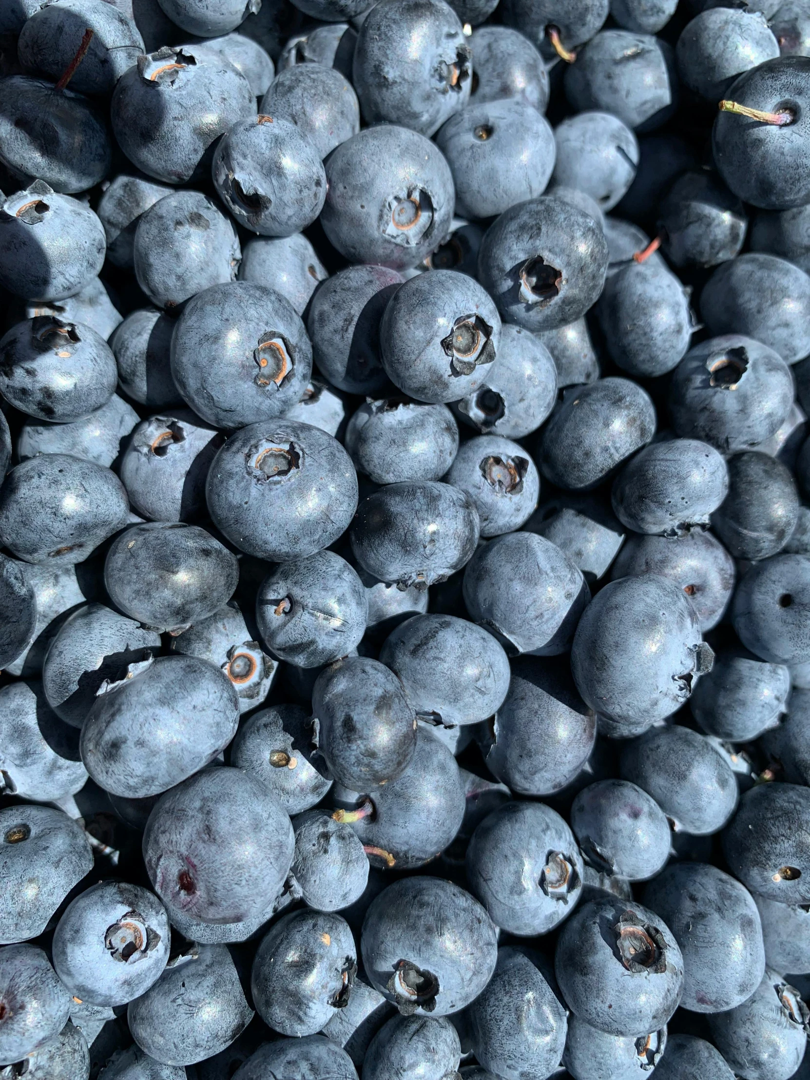 several bunches of blueberries are gathered together