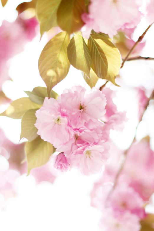 pink flowers on a tree and sunlight coming through the leaves