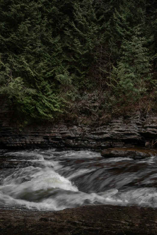 an animal on a rock with a river below