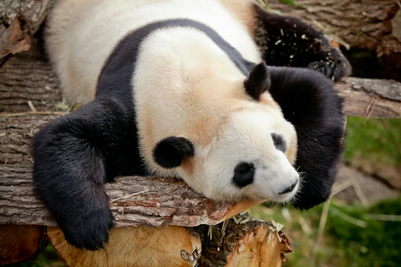 the panda is relaxing on the tree limb