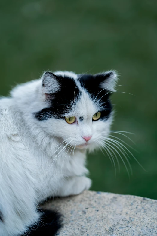 a black and white cat with a sad look