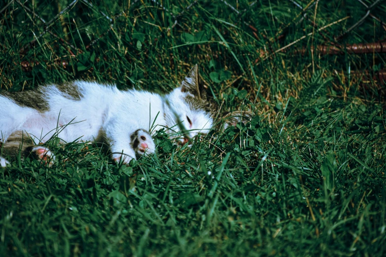 a white cat laying in the grass