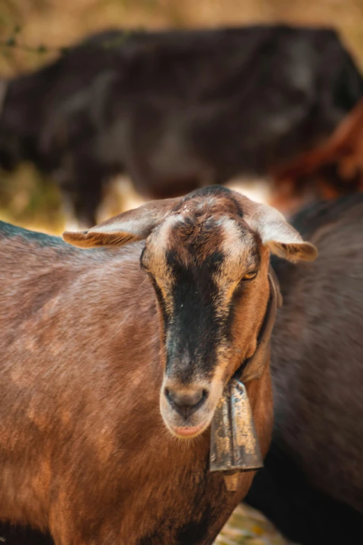 an adorable goat standing next to a black cow