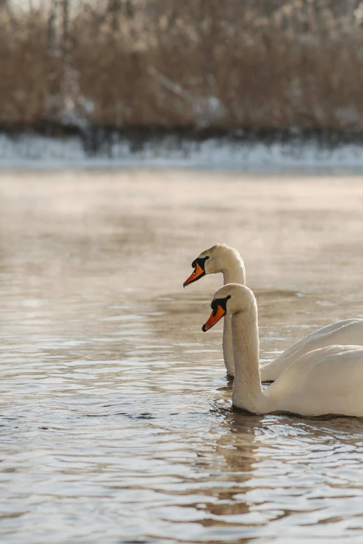 two white swans swimming in a lake together